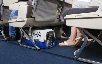 Uçakla hayvan taşıma prosedürü
