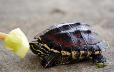 Su Kaplumbağalarında Beslenme (Her Yaş İçin)