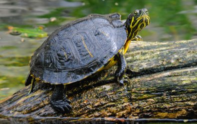 Slider Türü Su Kaplumbağası Bakım Kılavuzu