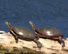Pond Size Western Painted Turtles For Sale Picture.jpg