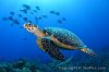 040653-450-hawksbill-sea-turtle.jpg