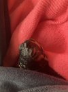 IMG_2871.jpeg