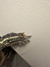 IMG_6067.jpeg