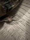 IMG_6061.jpeg