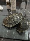 IMG_8064.jpeg