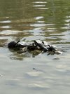 IMG_2470.jpeg