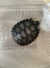 IMG_7052.jpeg