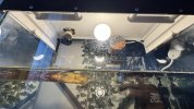 IMG_4485.jpeg