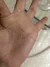 IMG_3557.jpeg