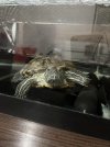 IMG_2220.jpeg