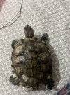 IMG_2206.jpeg