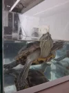 IMG-20260711-WA0005.webp