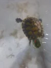 20261007_230000.webp
