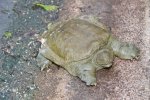 Yumuşak kabuklu Çin kaplumbağası