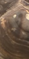 Screenshot_20210410-191344_Gallery.jpg