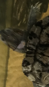 IMG_2999.PNG