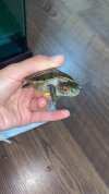IMG_2442.jpeg