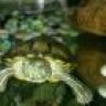 turtle..