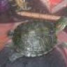 kaplumbağaa