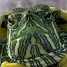 turtivetarti🐢