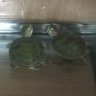 Neva🐢